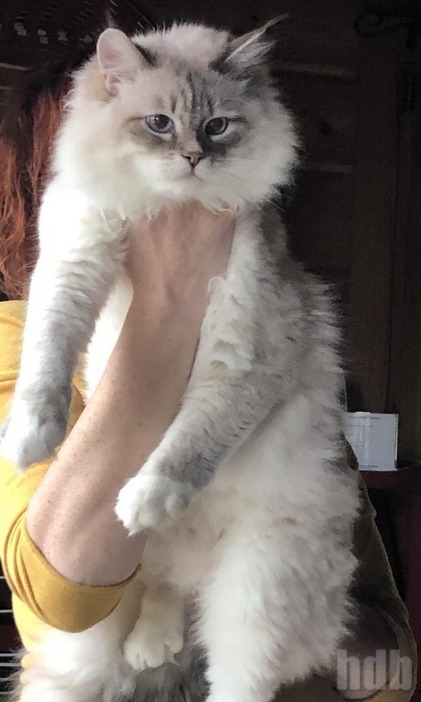 CHATS SIBERIEN CHATS SIBERIEN