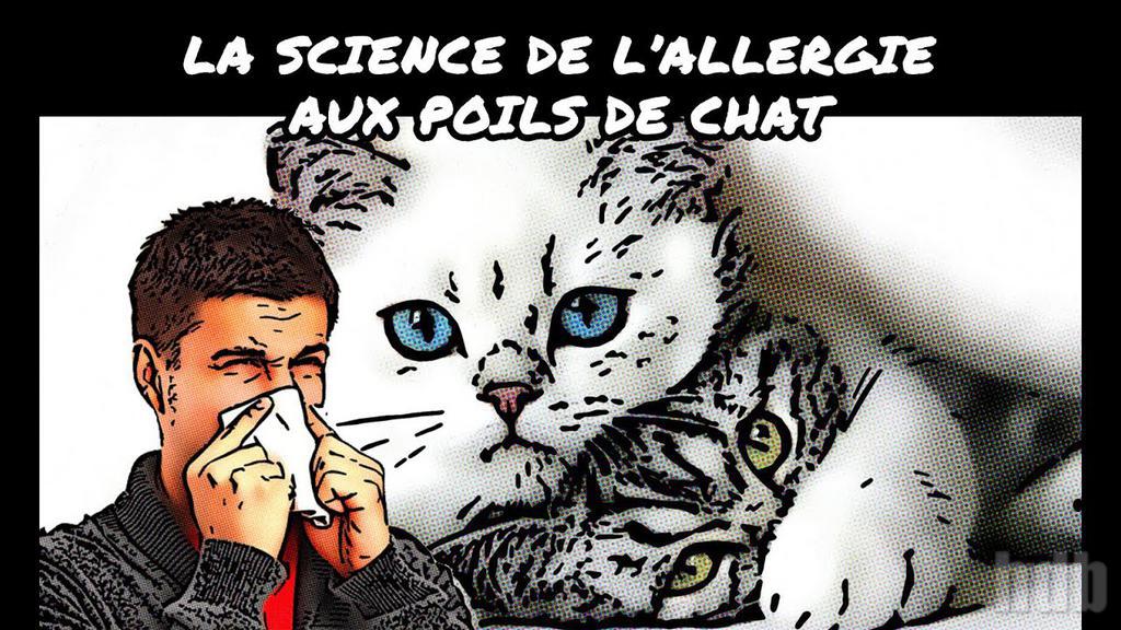 Chats Siberien Chats Siberien