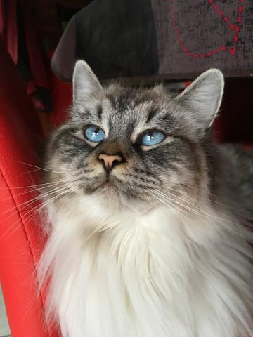Chats Siberien Chats Siberien